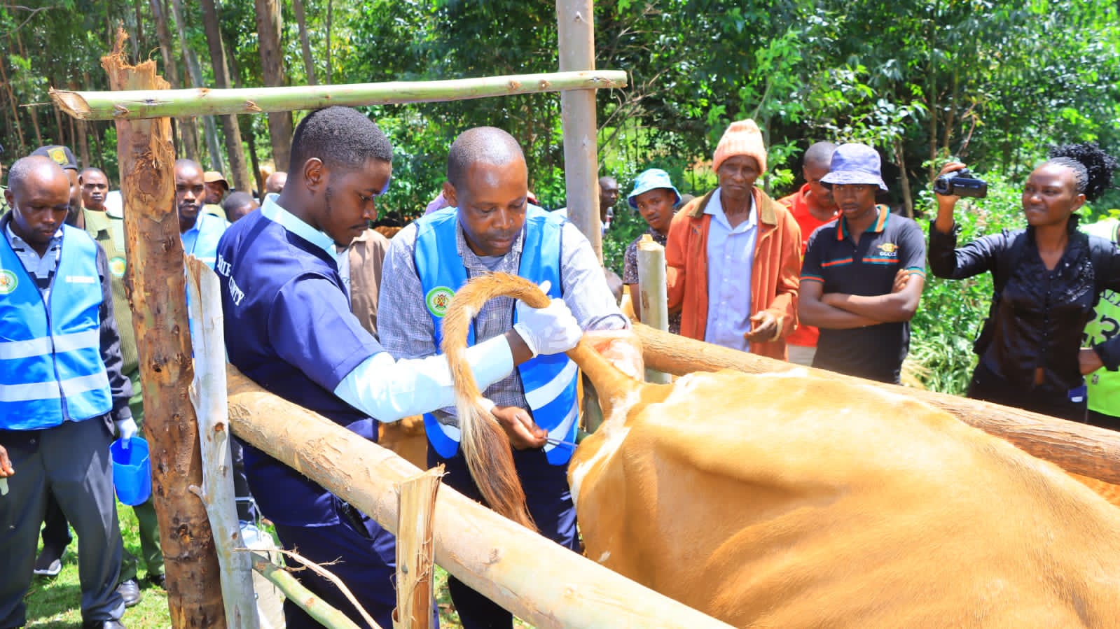 Governor Nyaribo launches Artificial Insemination drive in Nyamira to boost dairy breed